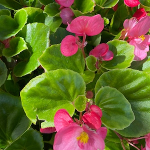 Image of a Maple Leaf Begonia featuring pink flowers and green leaves