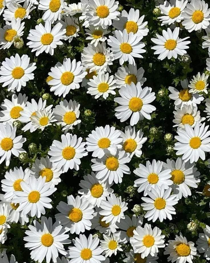 A cluster of Marguerite Daisies, featuring white petals and vibrant yellow centers.