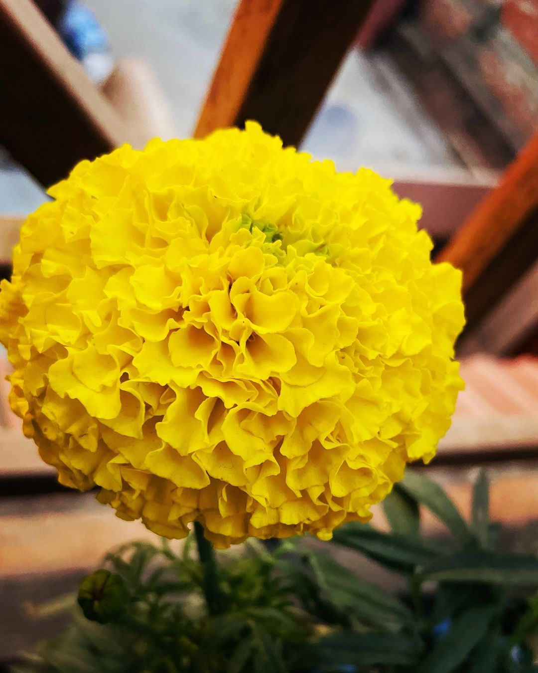 Yellow marigold flower in pot on table.