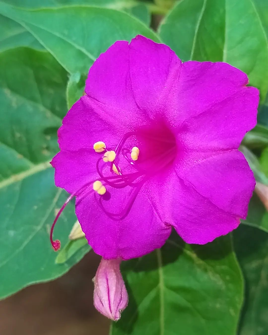 Purple Marvel of Peru flower with green leaves and yellow stamen.