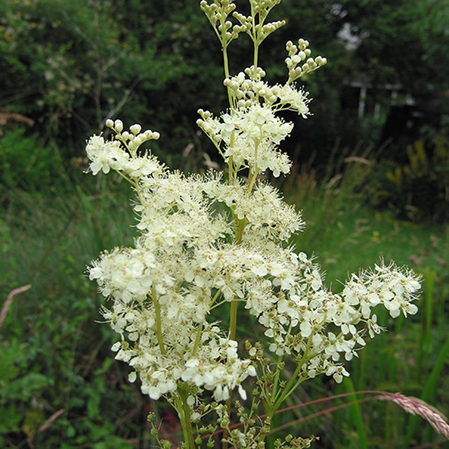 Meadowsweet, a plant with tall stature and white blossoms.