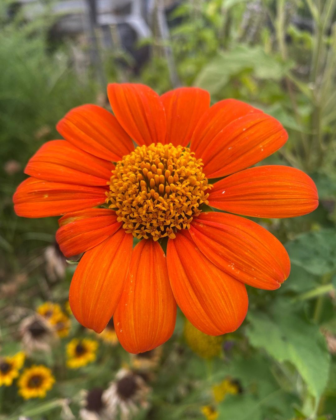 Vibrant Mexican Sunflower blooming in a garden.