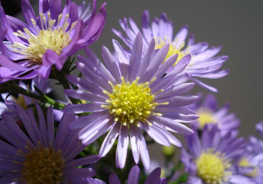  Purple Michaelmas Daisy flowers with yellow centers in a close-up photo.