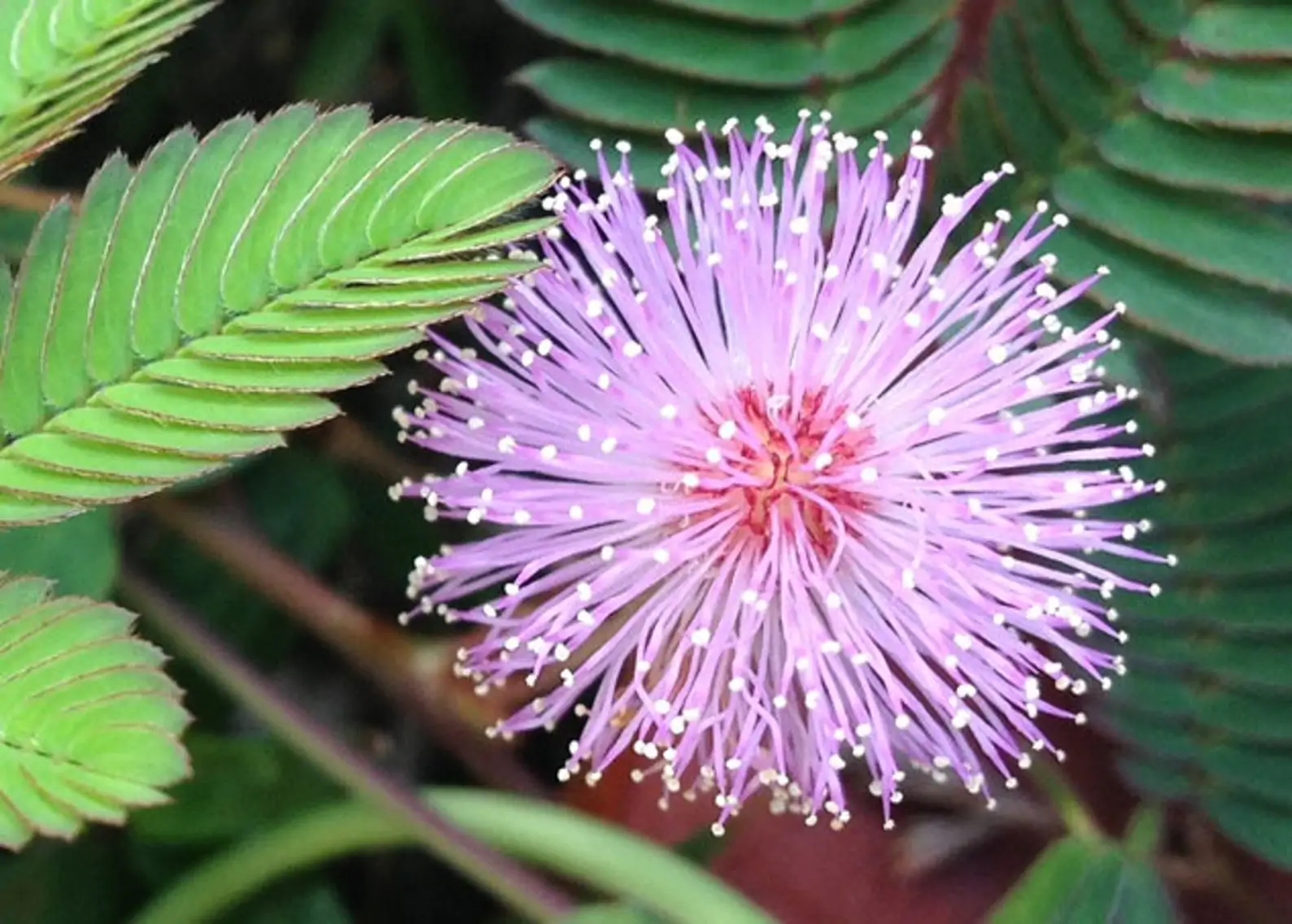 Purple Mimosa flower with green leaves in the background.