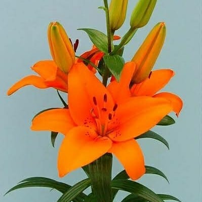 Orange lily flowers in a vase with green leaves, Montbretia (Crocosmia) arrangement.