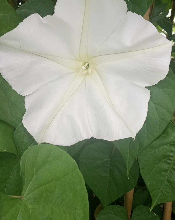 Moonflower blossom in white hue, set against fresh green leaves.
