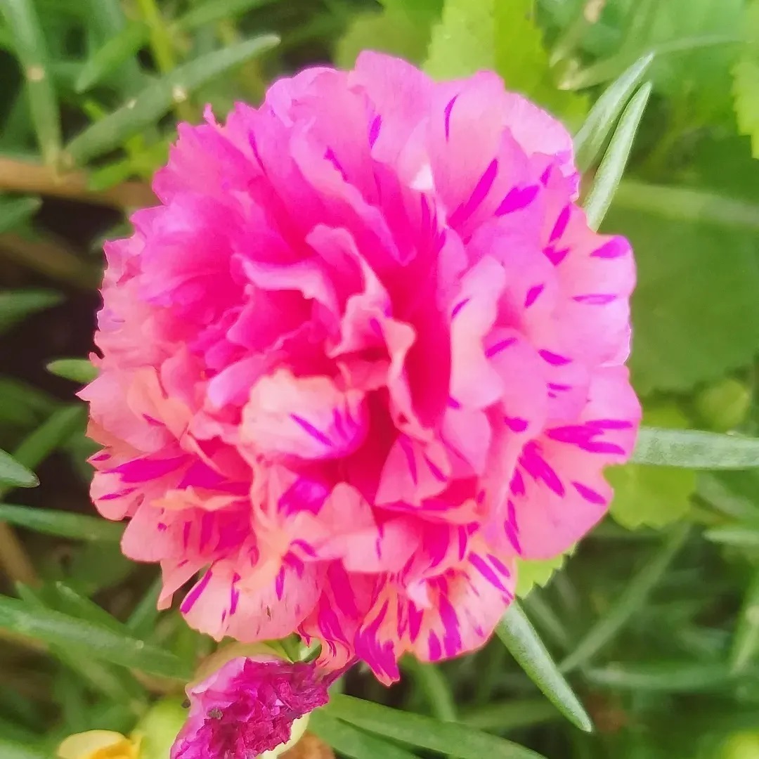 1. Moss Rose (Portulaca) pink flower with white center in garden. 