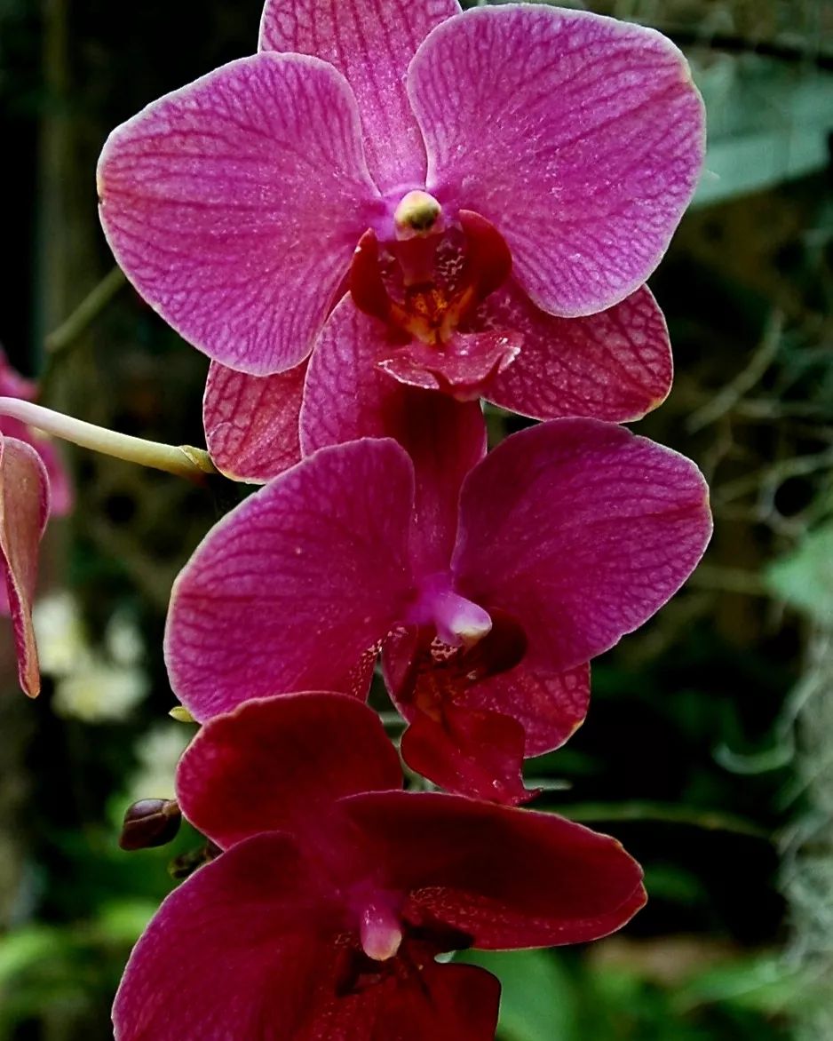 Two purple Moth Orchids in a close-up shot.