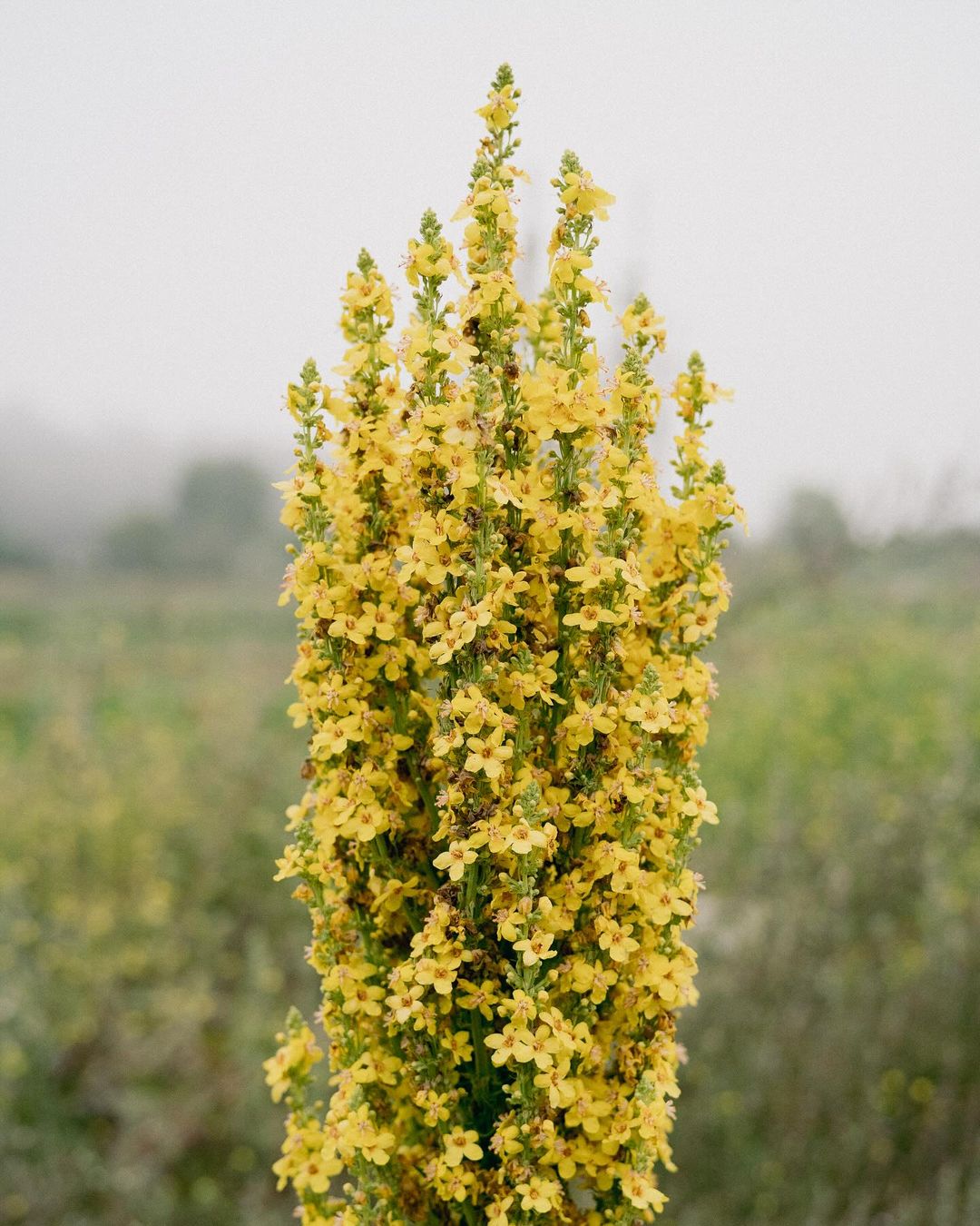  A picturesque scene of a Mullein plant with yellow blooms.