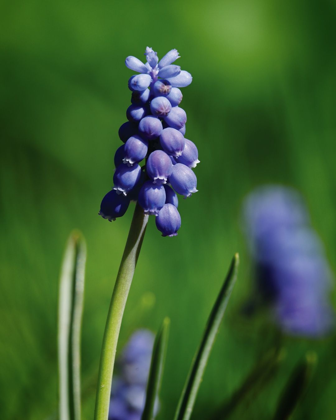  Blue Muscari flower with green leaves in the background.