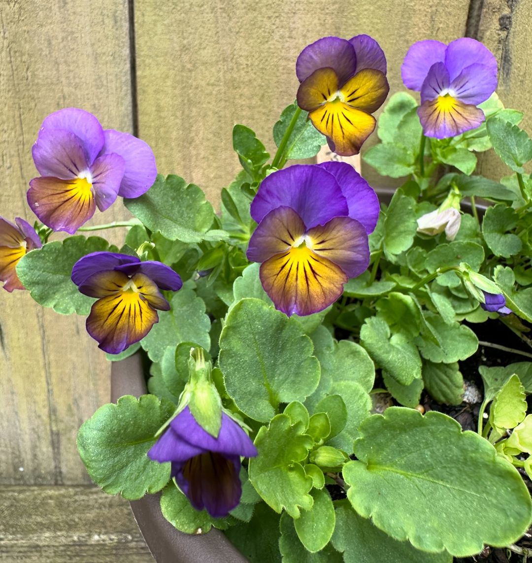 Pansies in pots on a wooden fence.