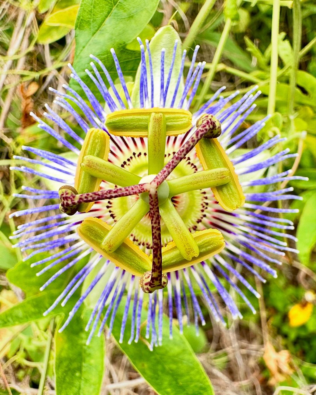 A close-up image of a vibrant Passion Flower with intricate purple and white petals, surrounded by green leaves.