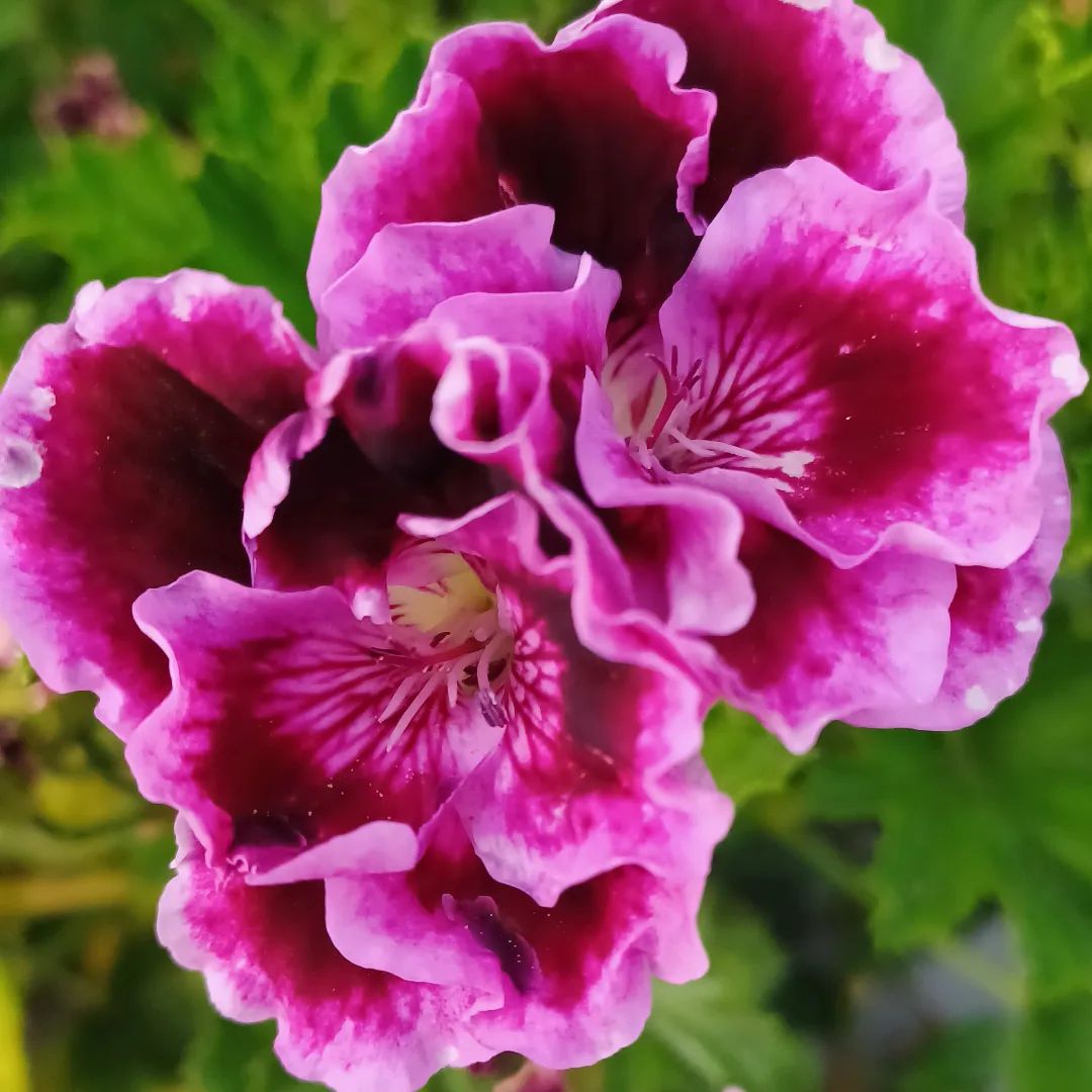  Vibrant pink Pelargonium flowers contrasted by fresh green leaves in close-up shot.