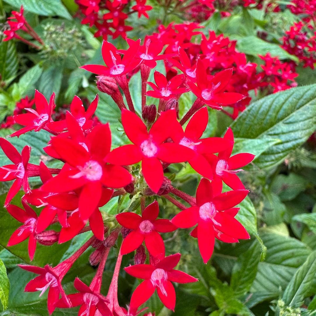 Vibrant red Pentas flowers in a garden.