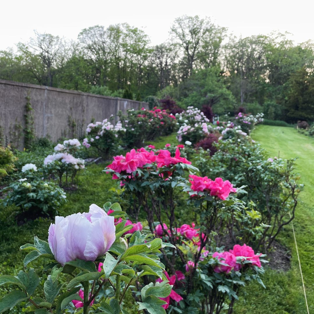 Colorful peony garden at Hartford Estate surrounded by Peony Companions.