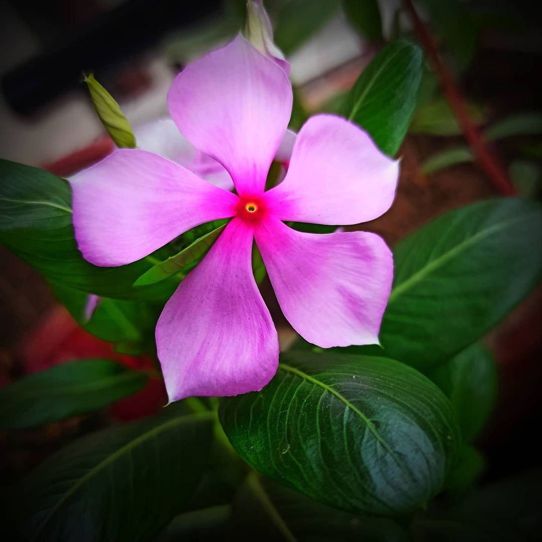  Pink Periwinkle flower with green leaves in the background.