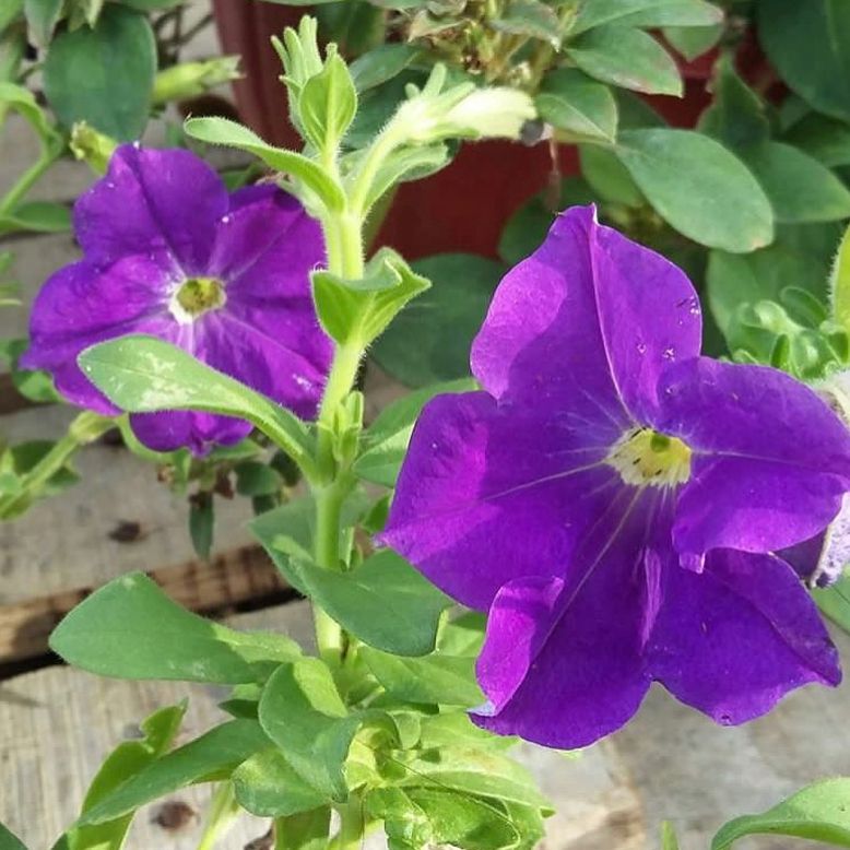 Purple petunias blooming in a wooden planter.