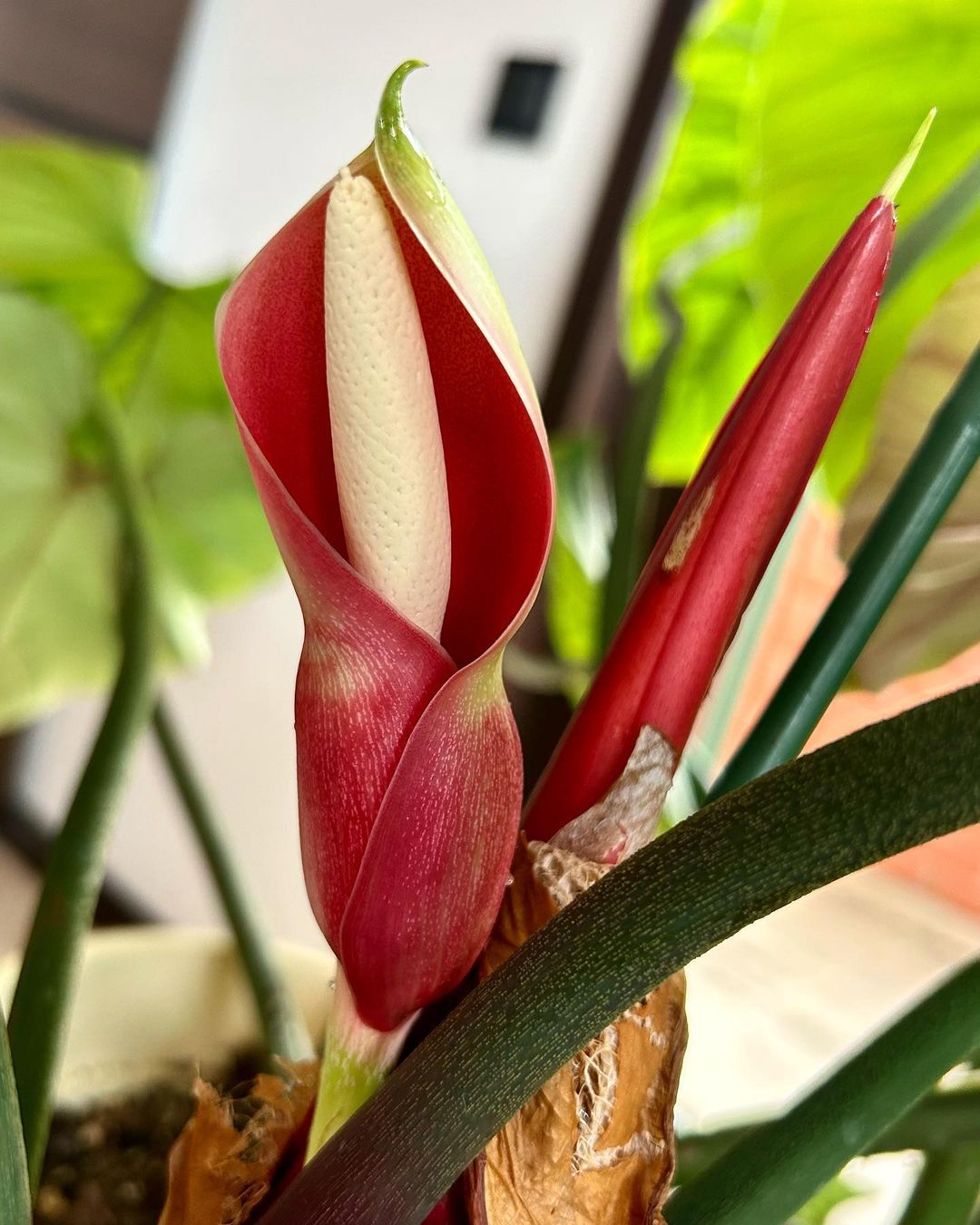 Image of a Philodendron with red flower and green leaves.