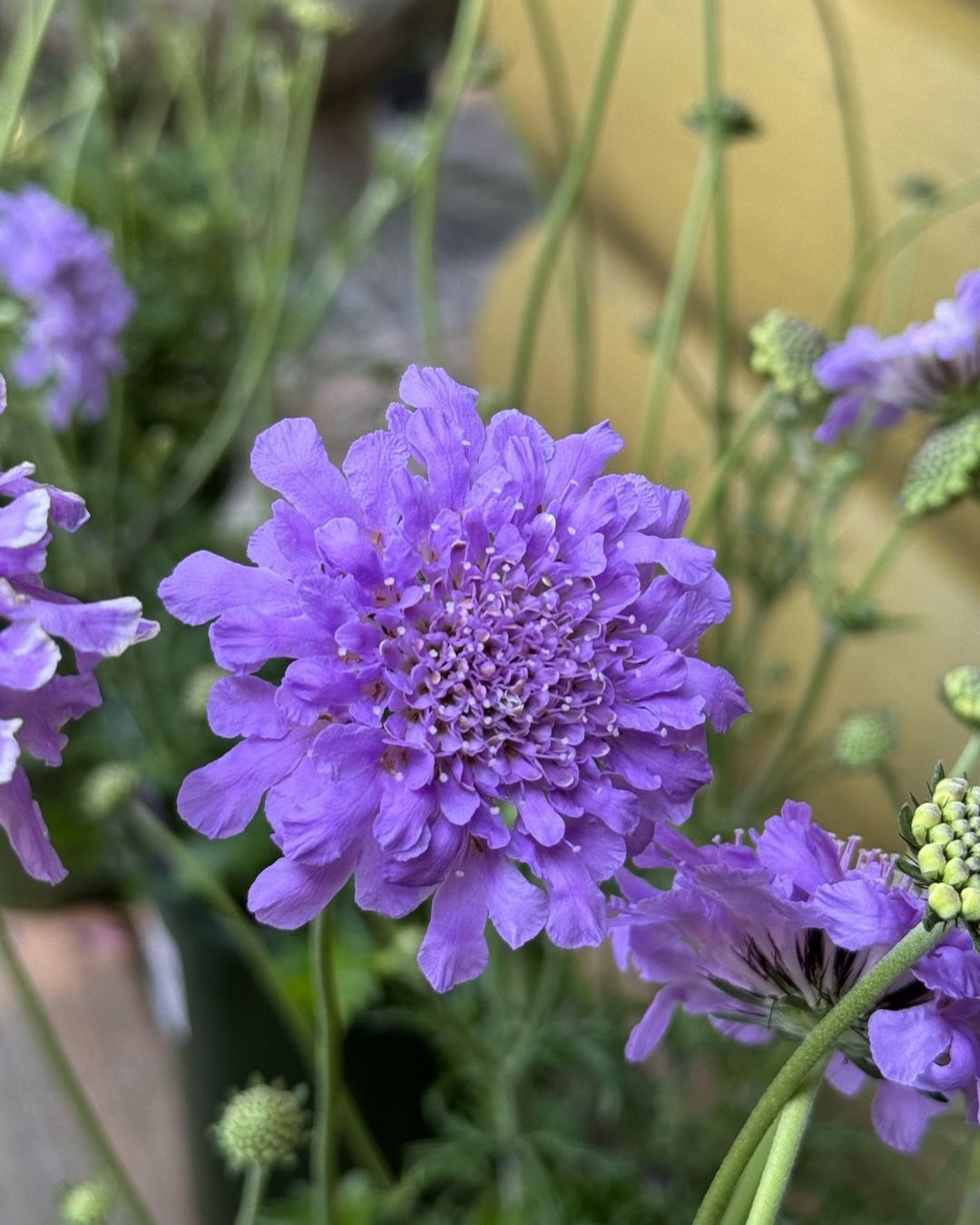 Pincushion Flower (Scabiosa) in pot with purple flowers and green stems.