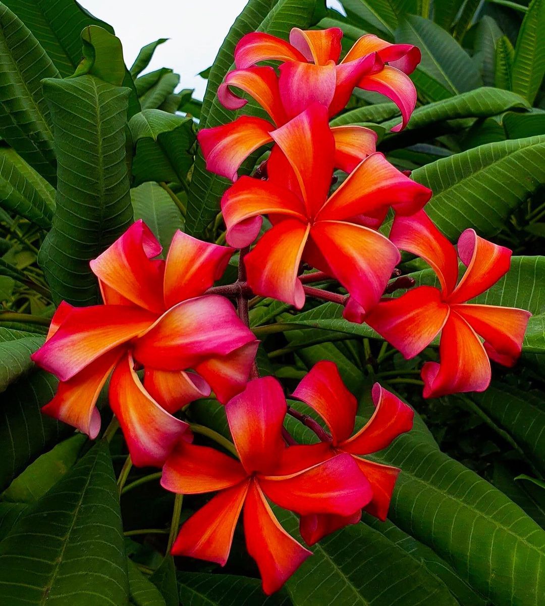 Colorful Plumeria flowers with bright red and orange petals.