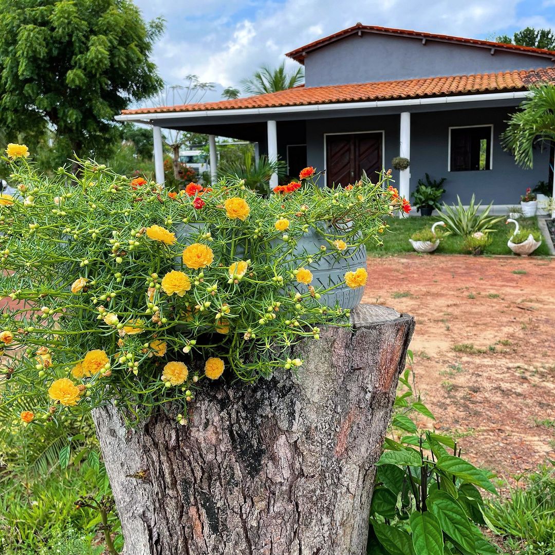 A tree stump in front of a house, with Portulaca (Moss Rose) in the foreground.