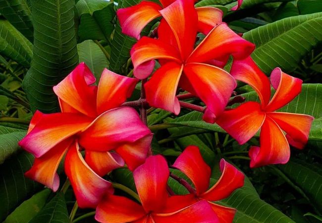 Precise Flowers: Starting with P - Solano Garden