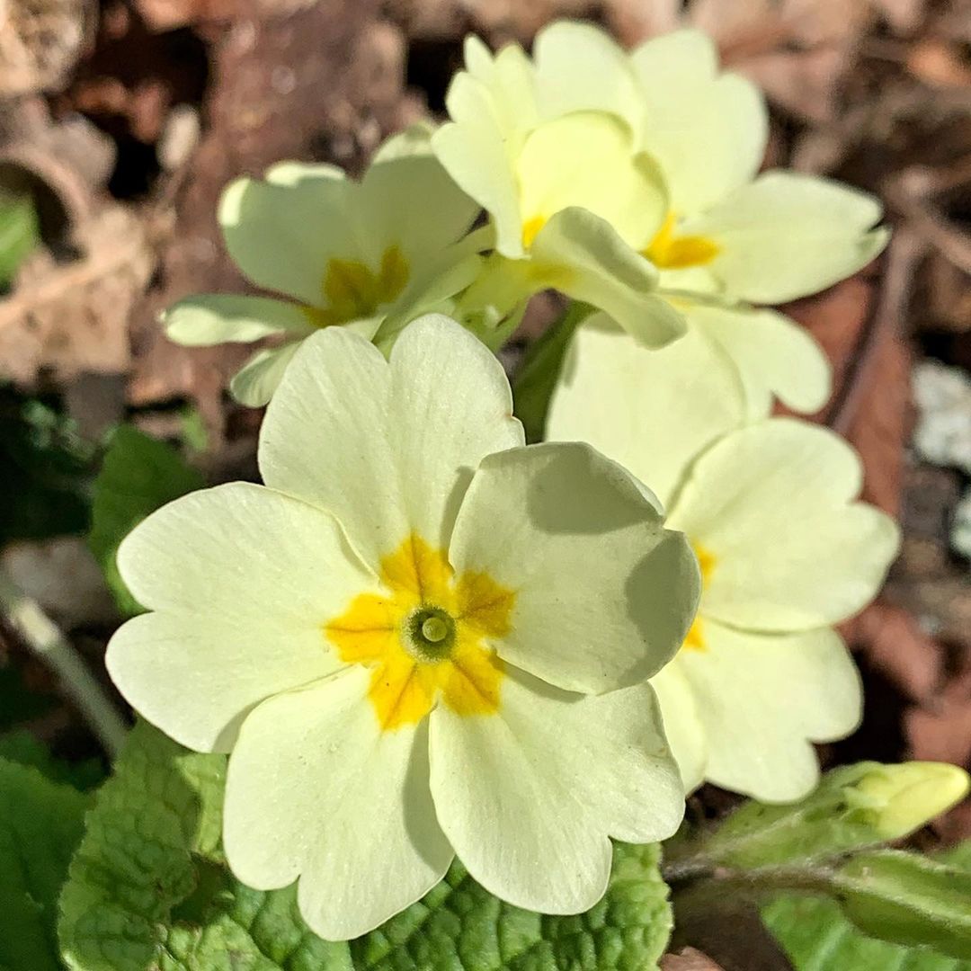 Group of sunny yellow primrose flowers with fresh green leaves.