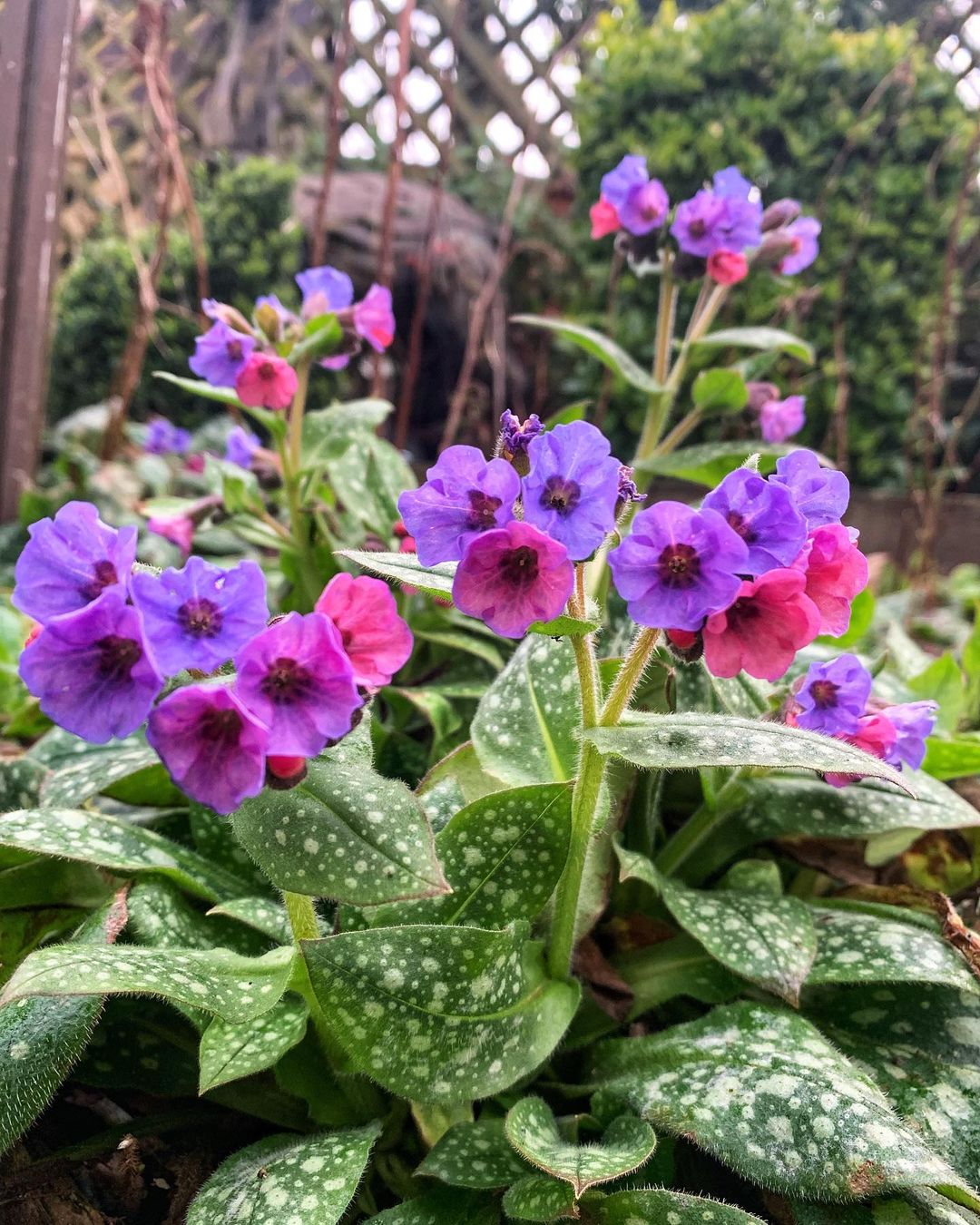 Purple and pink Pulmonaria (Lungwort) flowers blooming in a garden.