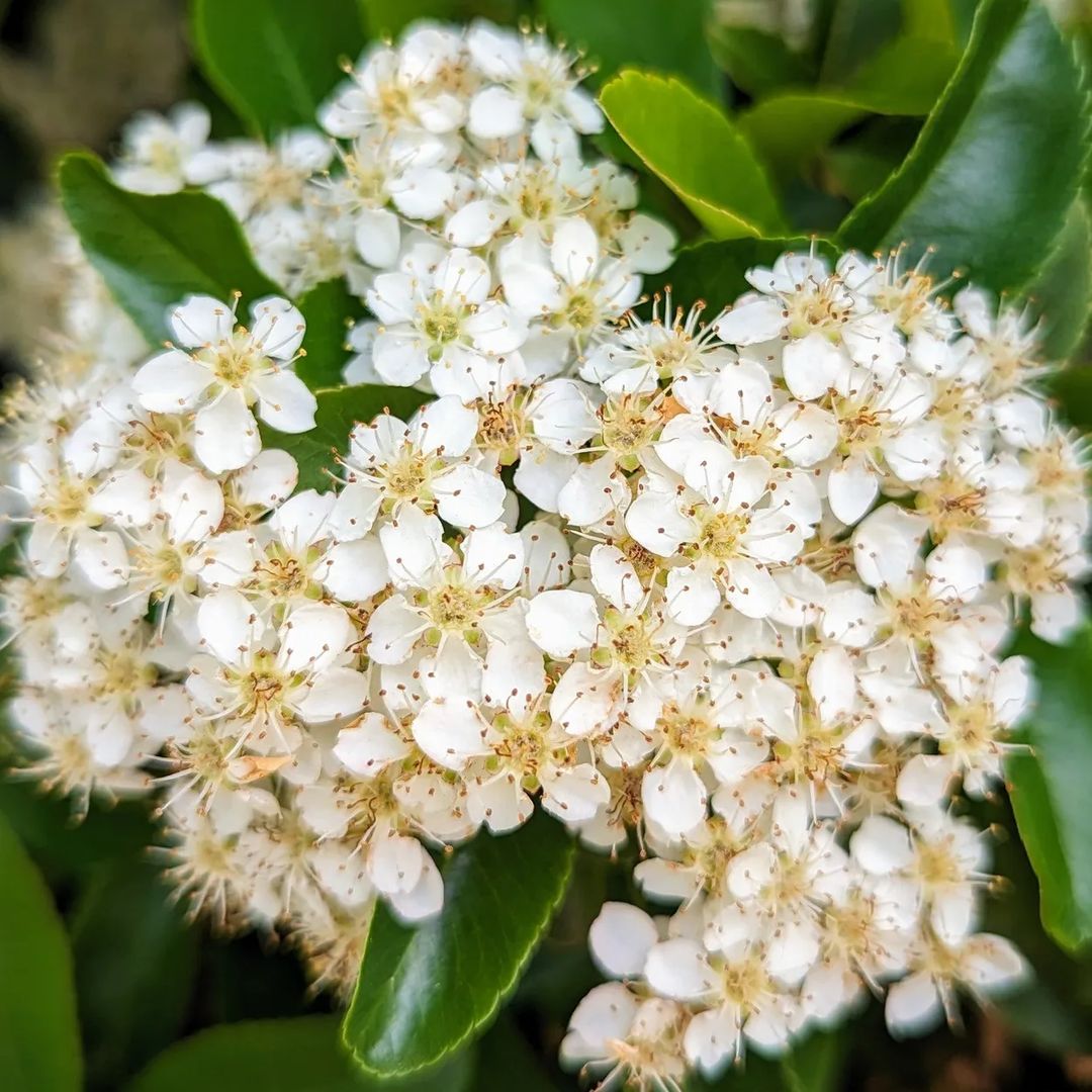 Detailed shot of white Pyracantha blossom and leaves.