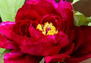 Unveiling the Beauty of Japanese Peony Flowers