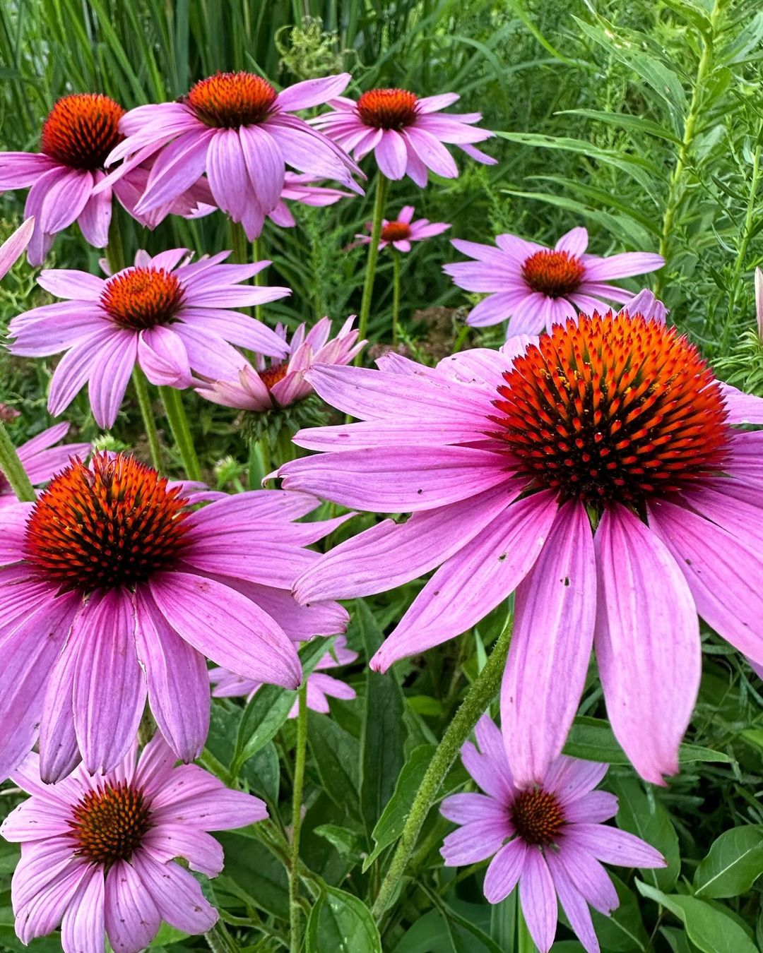  Purple coneflower, also known as Echinacea, a vibrant flower with purple petals and a cone-shaped center.