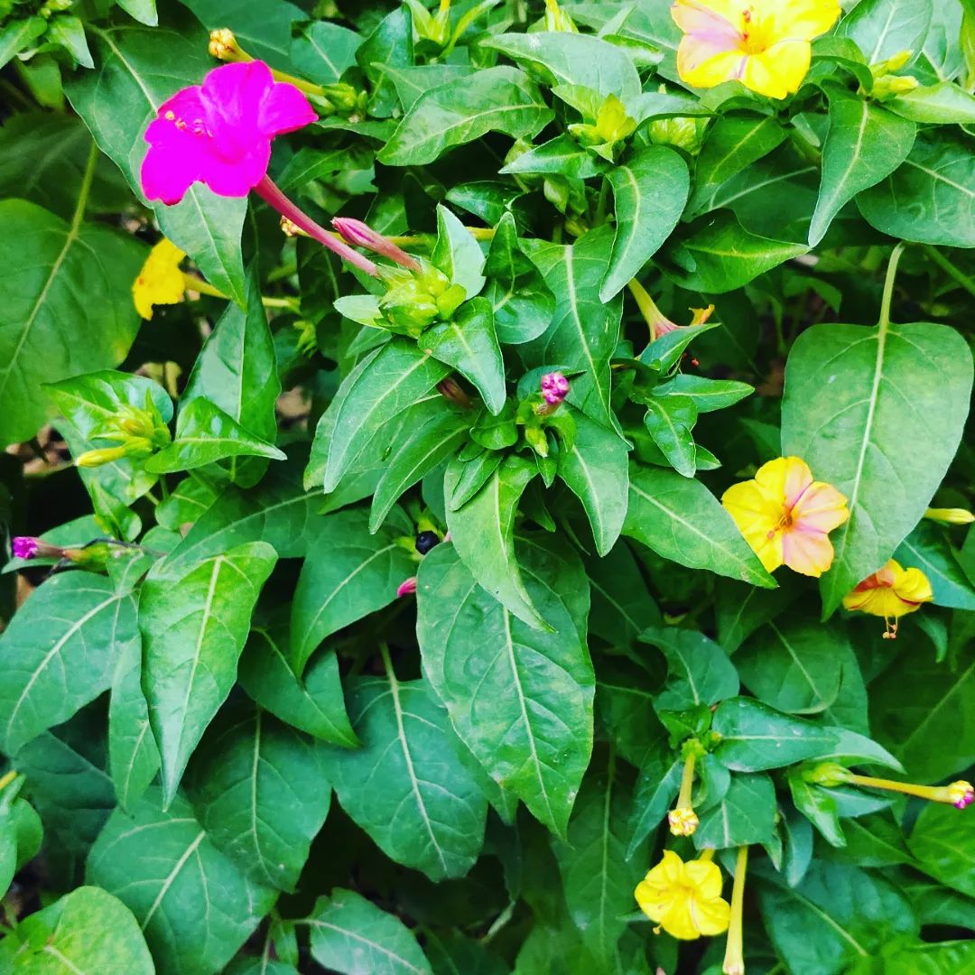 A bush with bright yellow and pink flowers in different colors.