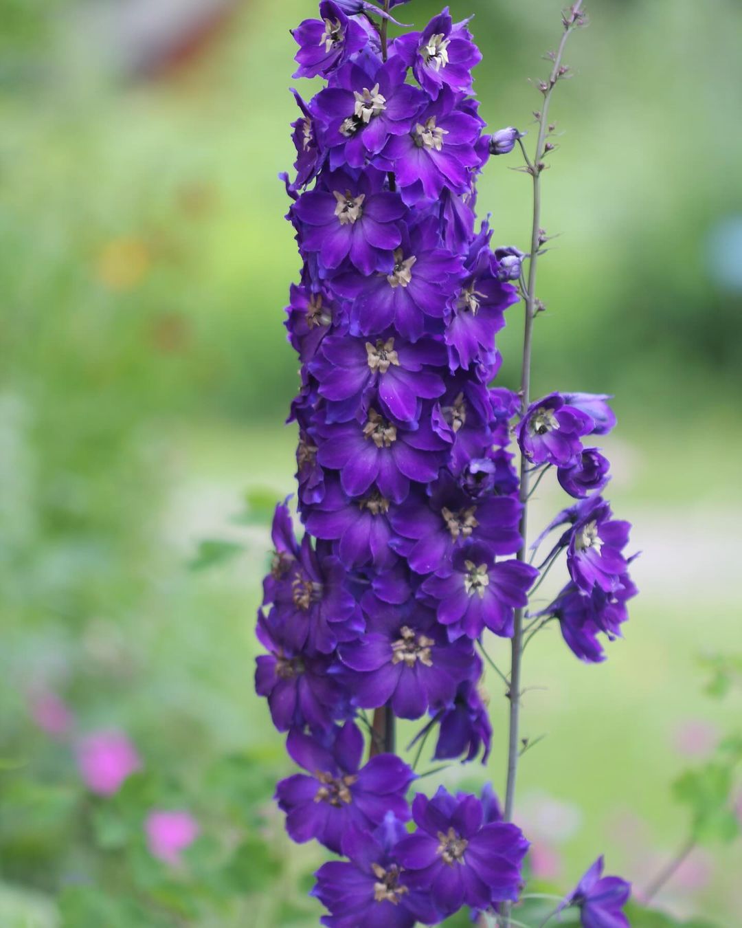  An image of a purple larkspur flower with numerous small flowers in the background.