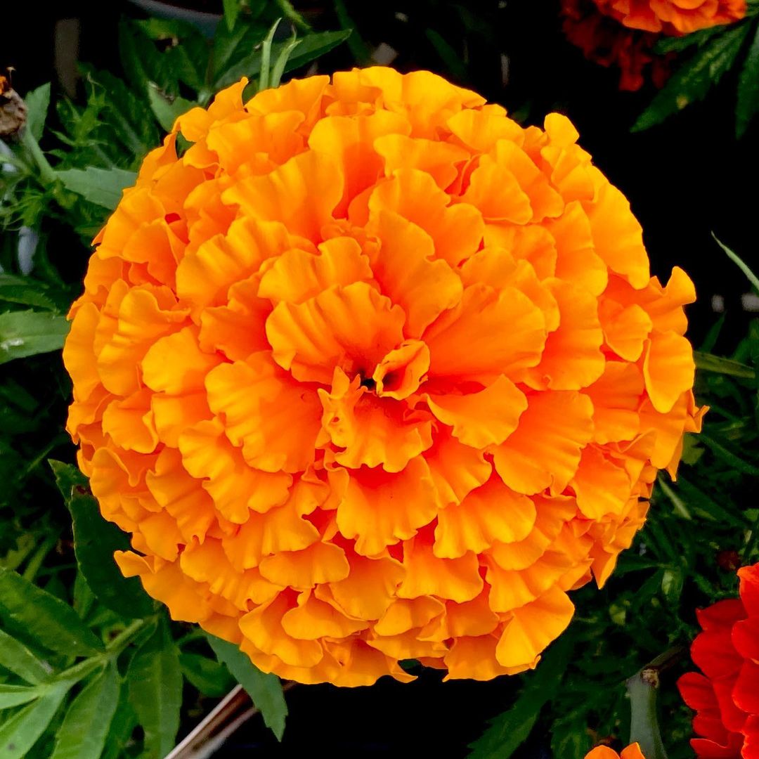 Close-up of a large African marigold flower in vibrant orange hues.