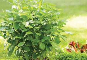 Arctic Fire Dogwood : A Guide to Growing and Caring for This Striking Shrub