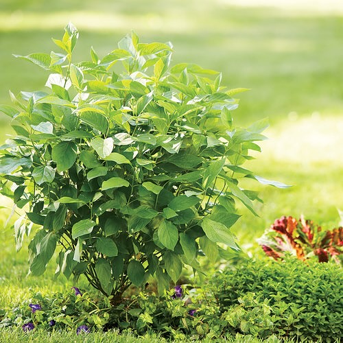  A small Arctic Fire Dogwood plant adorned with colorful flowers, growing amidst the grass.
