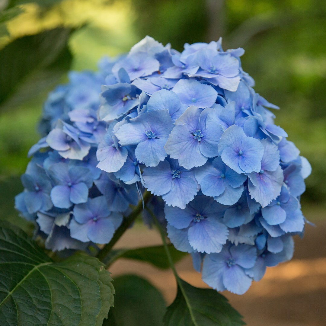 A close-up view of blue hydrangeas surrounded by vibrant green leaves, showcasing their delicate petals and natural beauty.