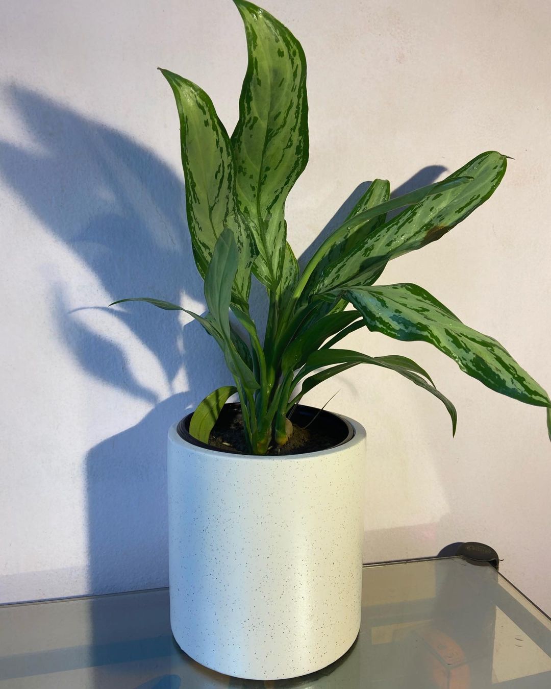  A Chinese Evergreen in a white pot sits atop a table, highlighting its lush foliage and adding a touch of nature indoors.