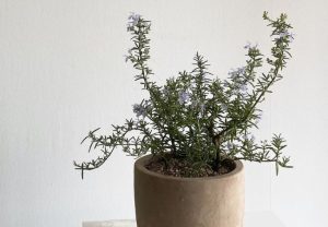 Creeping Rosemary : Growing and Caring for This Versatile Herb