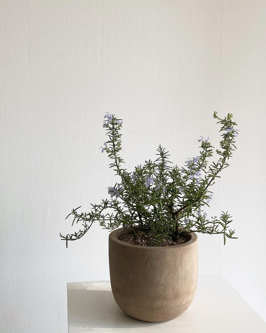 A potted Creeping Rosemary plant elegantly displayed on a white table, showcasing its lush green foliage.