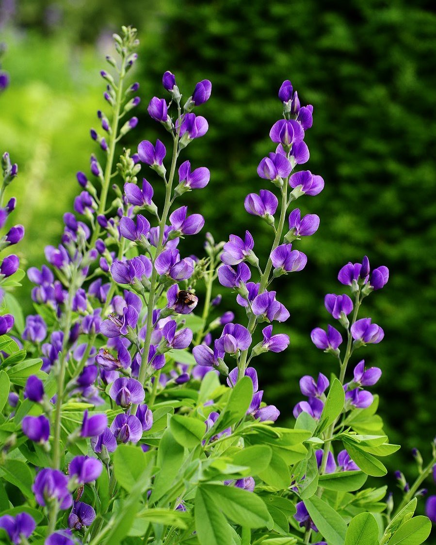  Purple False Indigo flowers blooming in a garden.