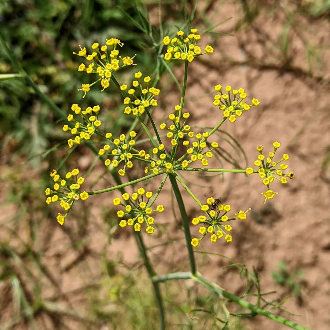  A fennel plant with vibrant yellow flowers growing in rich, dark soil, showcasing its natural beauty and vitality.