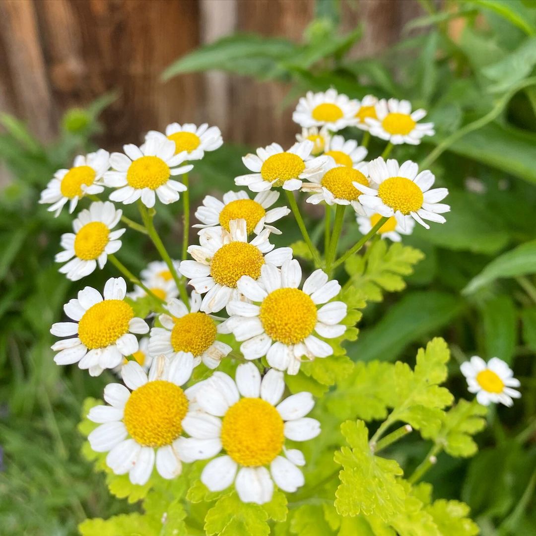 White and yellow Feverfew daisies in close-up view.