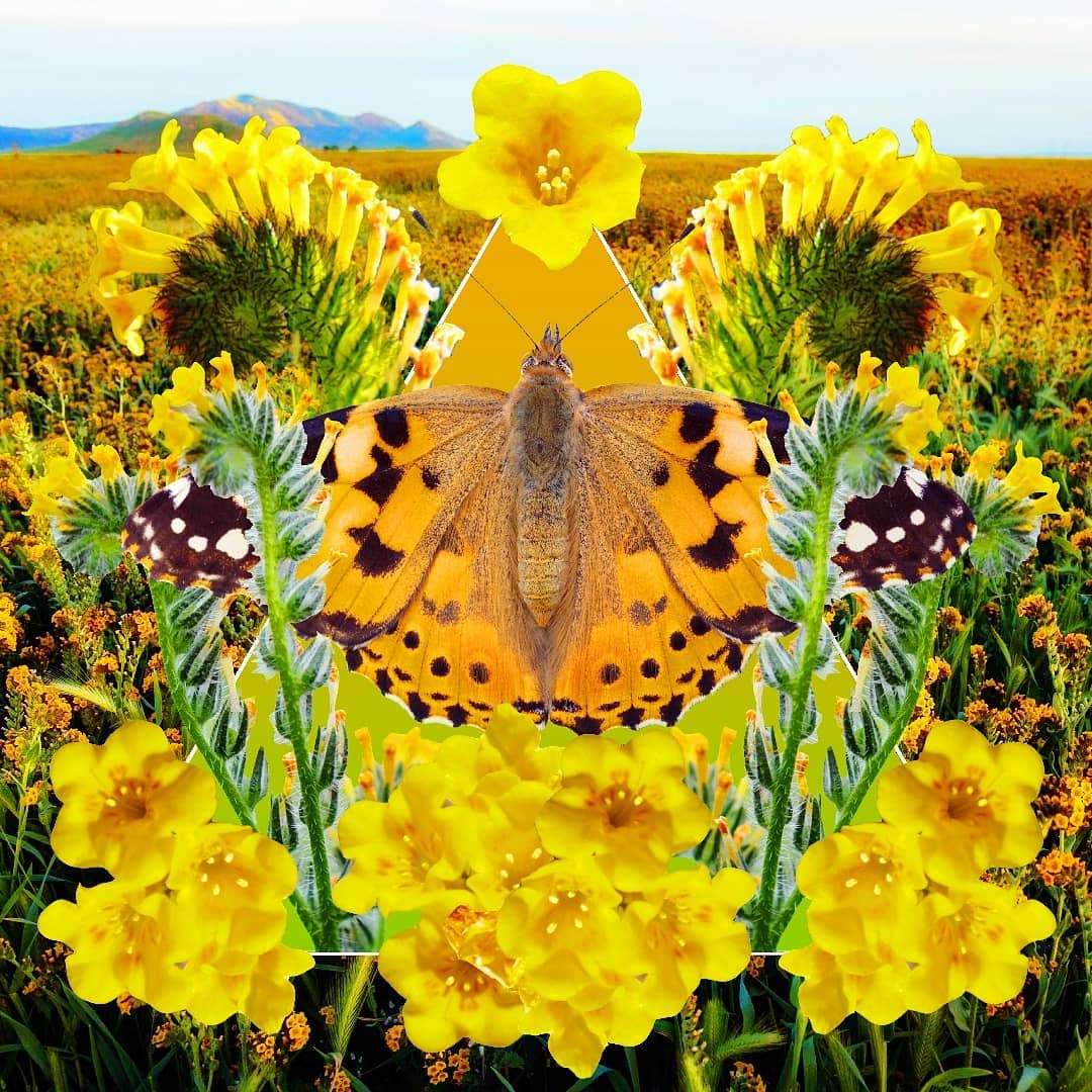 A butterfly perched on a yellow fiddleneck flower in a field.