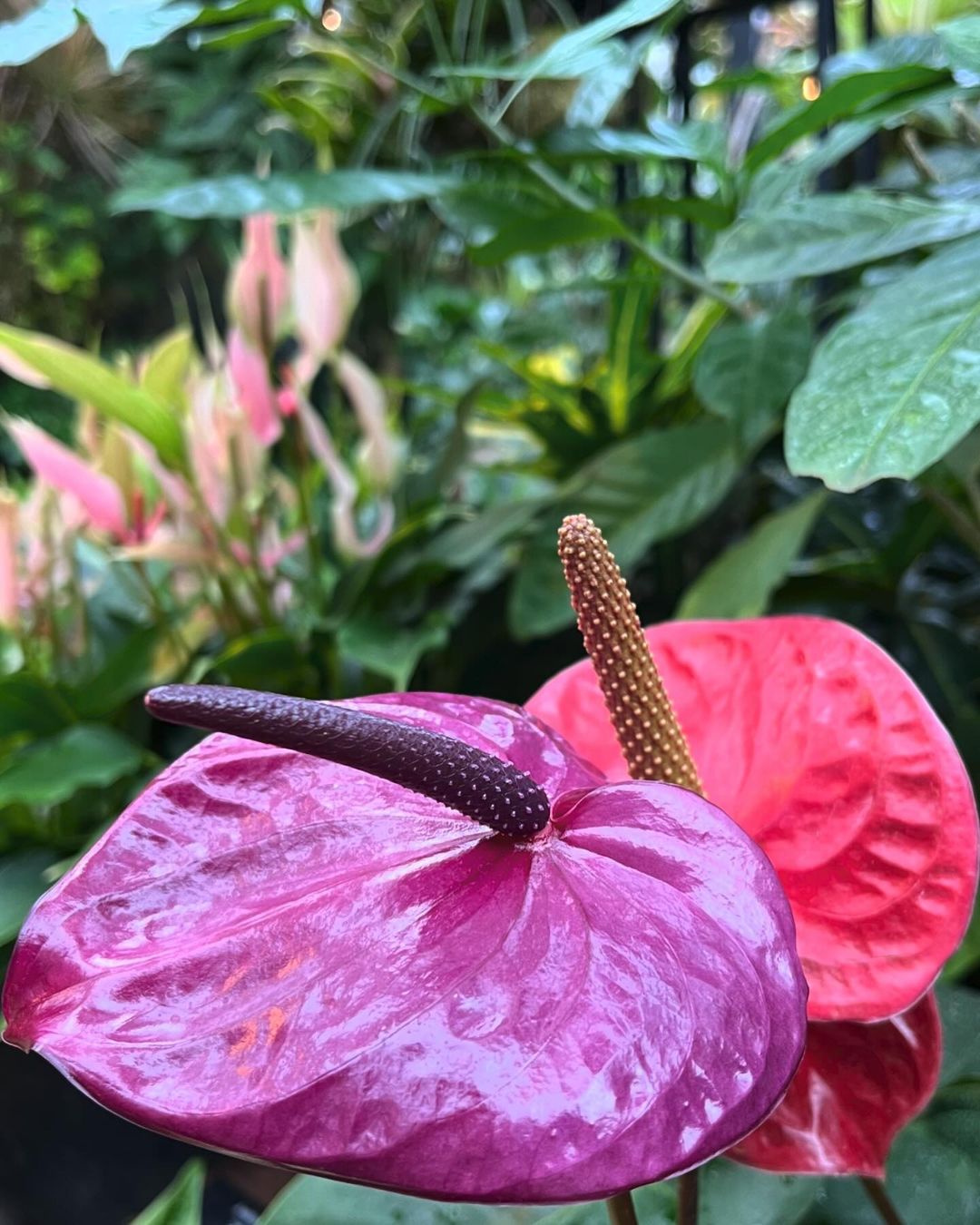 Garden scene showcasing two pink Flamingo Flowers with purple stems.