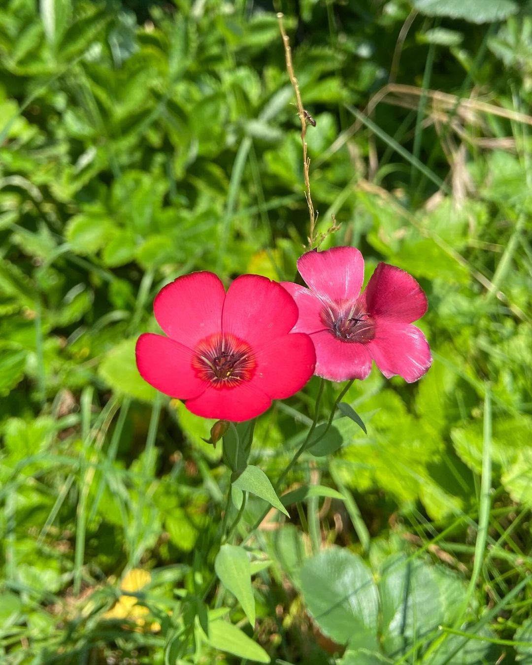  Two vibrant red flax flowers blooming amidst lush green grass, creating a striking contrast in nature's palette.