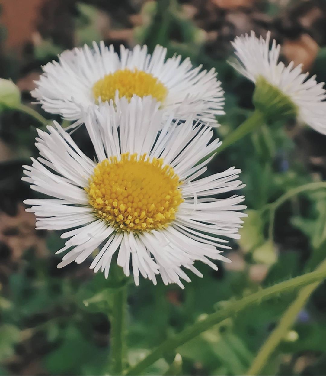 Two white daisies with yellow centers, also known as Fleabane.