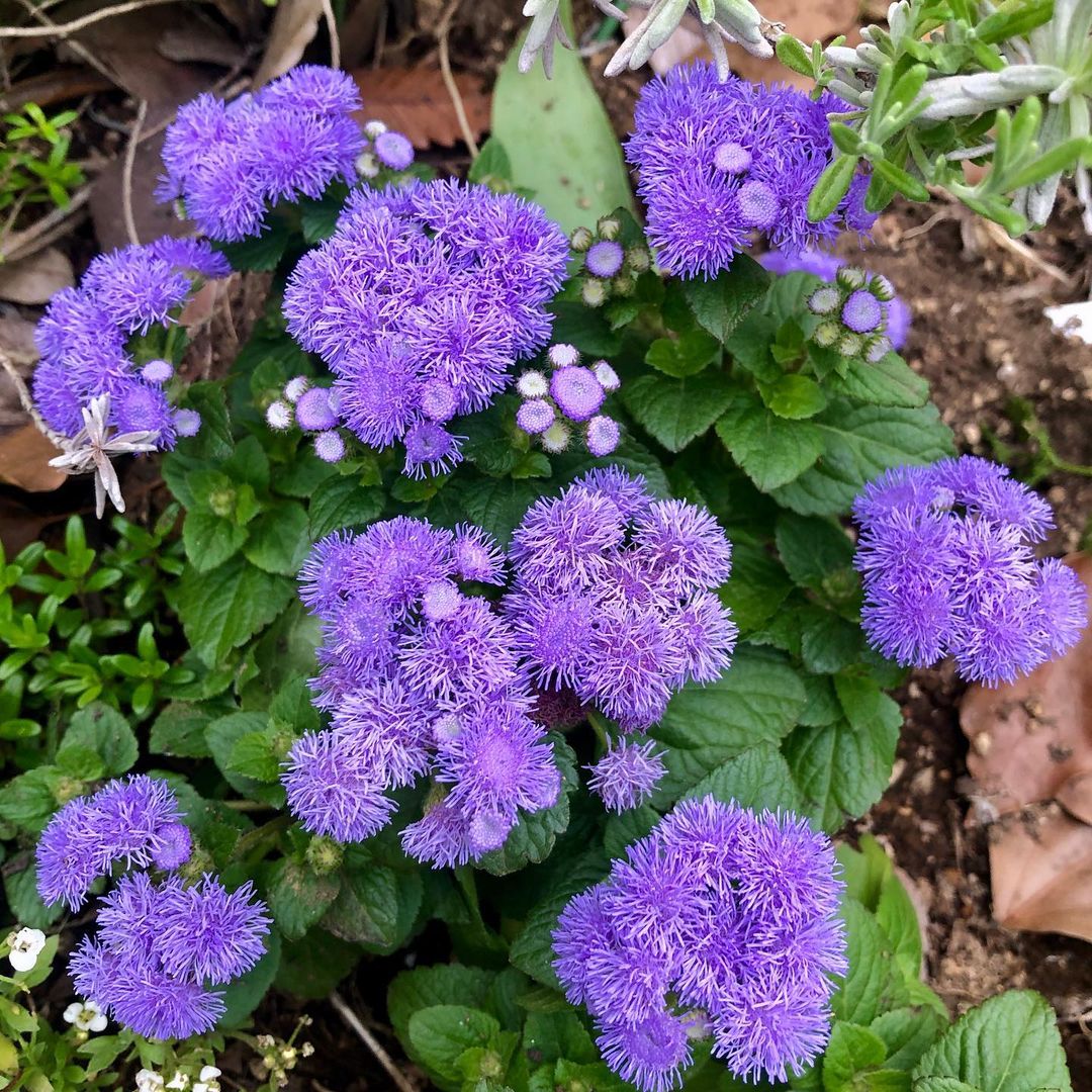 Purple Floss Flower (Ageratum) with green leaves.