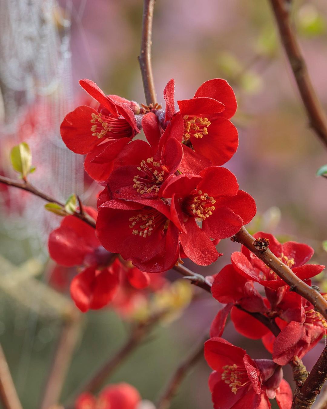 Red Flowering Quince blossoms on a branch with delicate spider web.