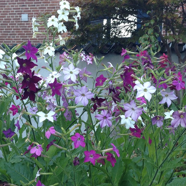 Garden scene with purple and white Nicotiana flowers in full bloom.